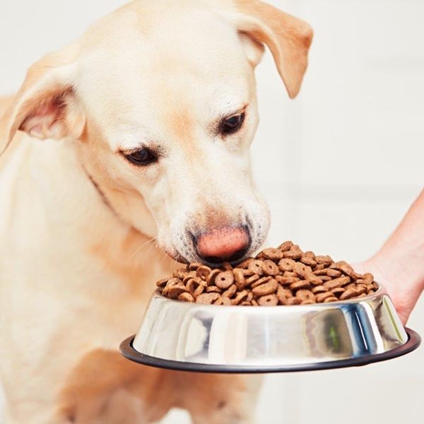 Maxi Zoo: Mokra czy sucha karma: która jest lepsza dla Twojego psa?