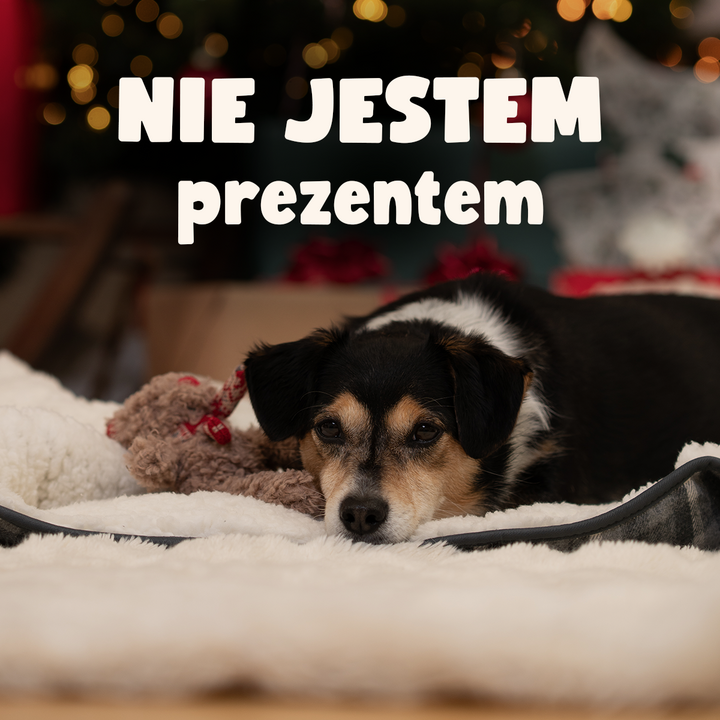 Maxi Zoo przypomina: PIES TO NIE PREZENT!