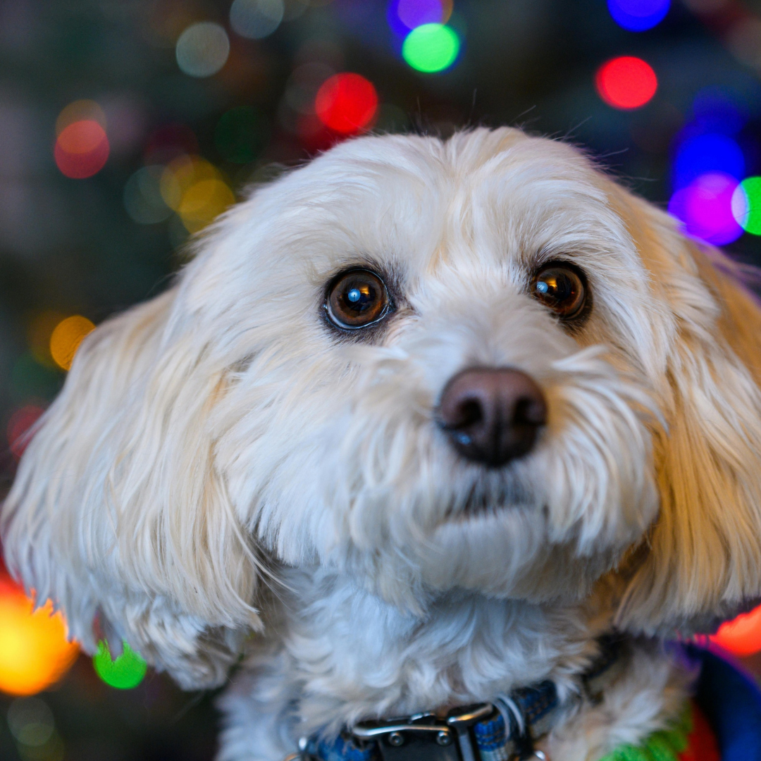 Jak przygotować pupila do Świąt i Sylwestra? Maxi Zoo podpowiada