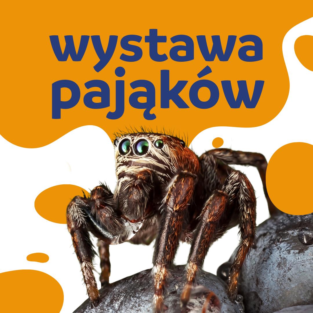 slider-wystawa-pajakow