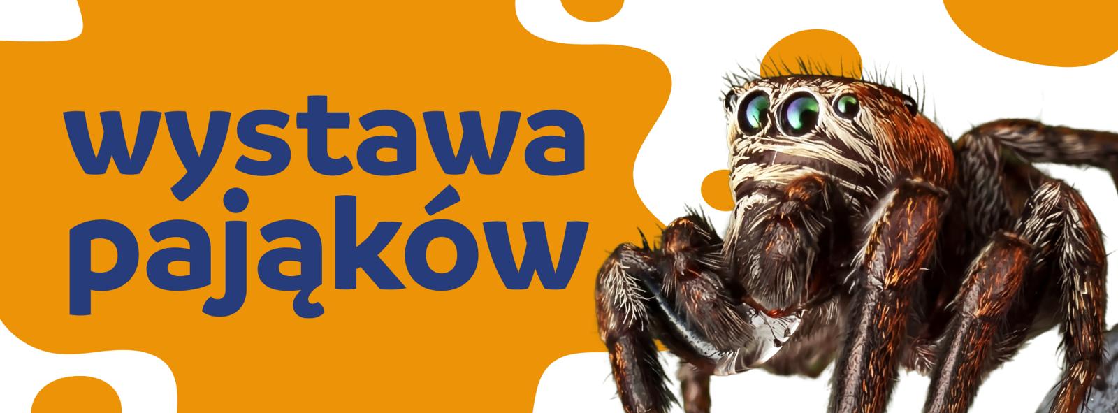 slider-wystawa-pajakow